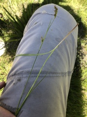 Carex spartea