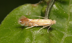Phyllonorycter quercifoliella
