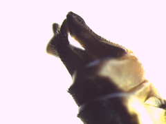 Isosticta robustior