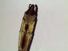 Isosticta robustior