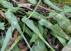 Phytoliriomyza felti