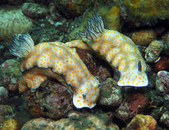 Hypselodoris pulchella