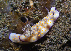 Hypselodoris pulchella