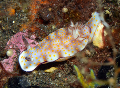 Hypselodoris pulchella