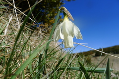 Narcissus moschatus