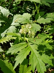 Hydrophyllum tenuipes