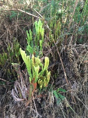 Sequoia sempervirens