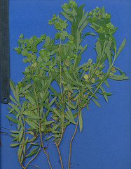 Euphorbia esuliformis