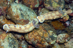 Hypselodoris pulchella