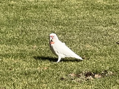 Cacatua tenuirostris