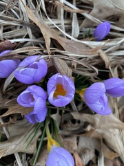 Crocus atticus
