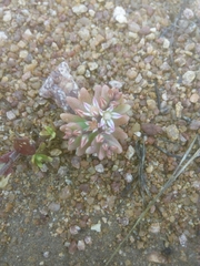 Sedum rubens