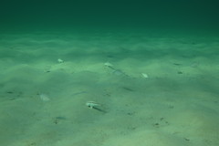 Parequula melbournensis