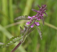 Stachys gilliesii