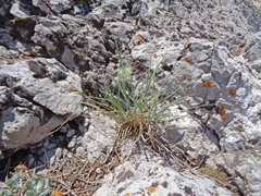 Elymus elymoides brevifolius