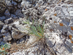 Elymus elymoides brevifolius