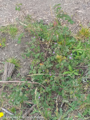 Fuertesimalva limensis