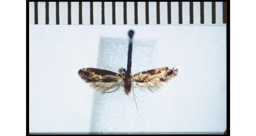 Sagephora jocularis