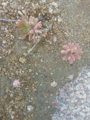Sedum rubens