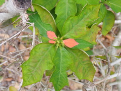 Euphorbia heterophylla var. cyathophora image