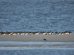 Haematopus ostralegus