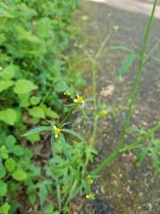 Ranunculus uncinatus