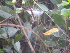 Herpsilochmus atricapillus