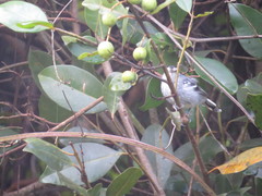 Herpsilochmus atricapillus