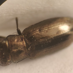 Notiophilus substriatus