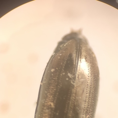 Notiophilus substriatus