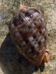 Cypraecassis testiculus