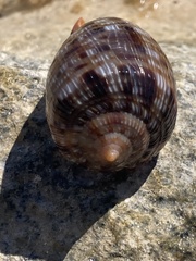 Cypraecassis testiculus