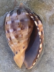 Cypraecassis testiculus