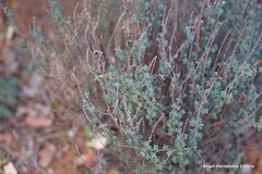 Helianthemum asperum