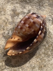 Cypraecassis testiculus