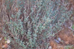 Helianthemum asperum