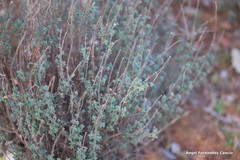 Helianthemum asperum