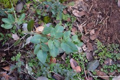 Dictamnus hispanicus