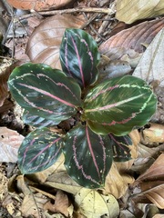Goeppertia roseopicta