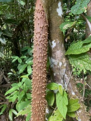 Socratea exorrhiza
