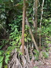 Socratea exorrhiza