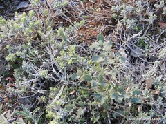 Teucrium gnaphalodes