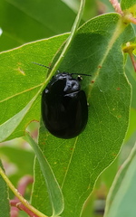 Paropsisterna angustipes