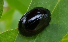 Paropsisterna angustipes