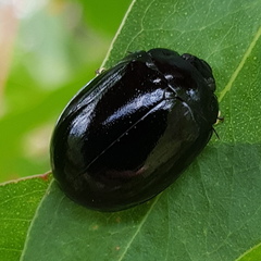 Paropsisterna angustipes