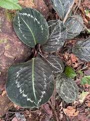 Goeppertia roseopicta