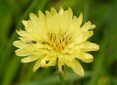 Pyrrhopappus pauciflorus
