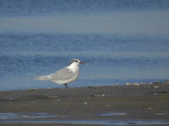 Thalasseus sandvicensis