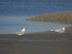 Thalasseus sandvicensis