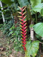 Heliconia standleyi